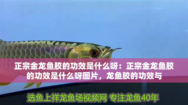 正宗金龍魚膠的功效是什么呀：正宗金龍魚膠的功效是什么呀圖片，龍魚膠的功效與
