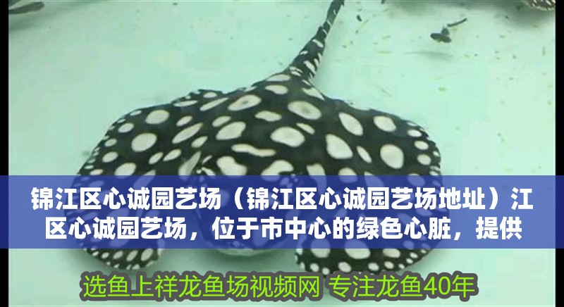錦江區(qū)心誠(chéng)園藝場(chǎng)（錦江區(qū)心誠(chéng)園藝場(chǎng)地址）江區(qū)心誠(chéng)園藝場(chǎng)，位于市中心的綠色心臟，提供