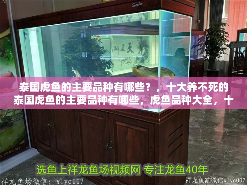泰國虎魚的主要品種有哪些？，十大養不死的泰國虎魚的主要品種有哪些，虎魚品種大全，十大耐養且不易死亡的頂級選擇