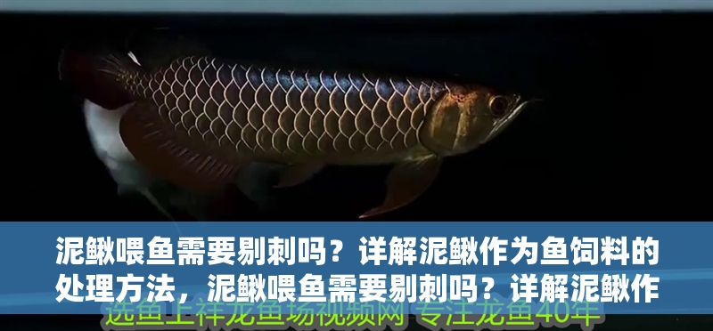 泥鰍喂魚需要剔刺嗎?詳解泥鰍作為魚飼料的處理方法,泥鰍喂魚需要剔刺嗎?詳解泥鰍作為魚飼料的正確處理方法 龍魚常見疾病 第1張 泥鰍喂魚需要剔刺嗎?詳解泥鰍作為魚飼料的處理方法,泥鰍喂魚需要剔刺嗎?詳解泥鰍作為魚飼料的正確處理方法 泥鰍喂魚需要剔刺嗎?詳解泥鰍作為魚飼料的處理方法,泥鰍喂魚需要剔刺嗎?詳解泥鰍作為魚飼料的正確處理方法 龍魚常見疾病 第1張