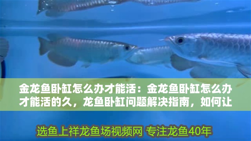 金龍魚臥缸怎么辦才能活:金龍魚臥缸怎么辦才能活的久,龍魚臥缸問題解決指南,如何讓金龍魚活得 水族問答 金龍魚臥缸怎么辦才能活:金龍魚臥缸怎么辦才能活的久,龍魚臥缸問題解決指南,如何讓金龍魚活得 金龍魚臥缸怎么辦才能活:金龍魚臥缸怎么辦才能活的久,龍魚臥缸問題解決指南,如何讓金龍魚活得 水族問答