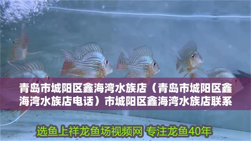 青島市城陽區鑫海灣水族店（青島市城陽區鑫海灣水族店電話）市城陽區鑫海灣水族店聯系方式及營業信息概覽