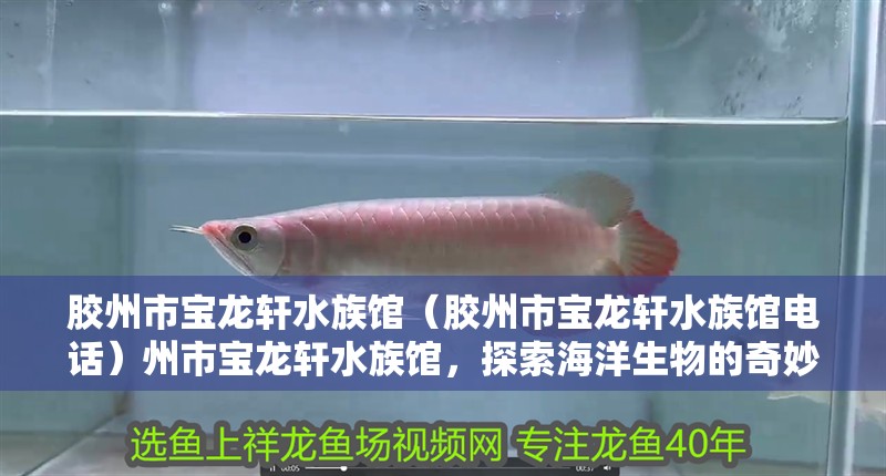膠州市寶龍軒水族館（膠州市寶龍軒水族館電話）州市寶龍軒水族館，探索海洋生物的奇妙世界