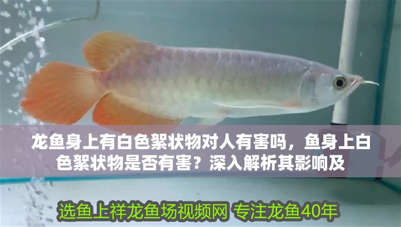 龍魚身上有白色絮狀物對人有害嗎，魚身上白色絮狀物是否有害？深入解析其影響及