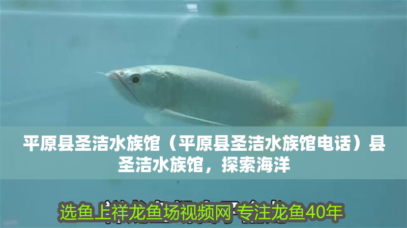 平原縣圣潔水族館（平原縣圣潔水族館電話）縣圣潔水族館，探索海洋