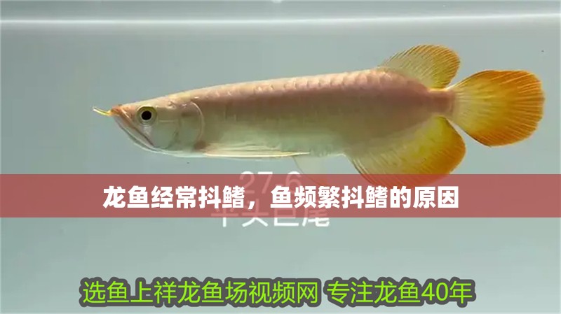龍魚經常抖鰭，魚頻繁抖鰭的原因 龍魚經常抖鰭，魚頻繁抖鰭的原因 龍魚百科 第4張