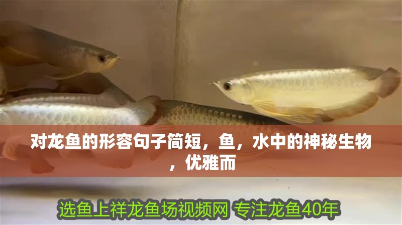 對龍魚的形容句子簡短，魚，水中的神秘生物，優雅而