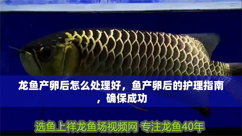 龍魚產卵后怎么處理好，魚產卵后的護理指南，確保成功