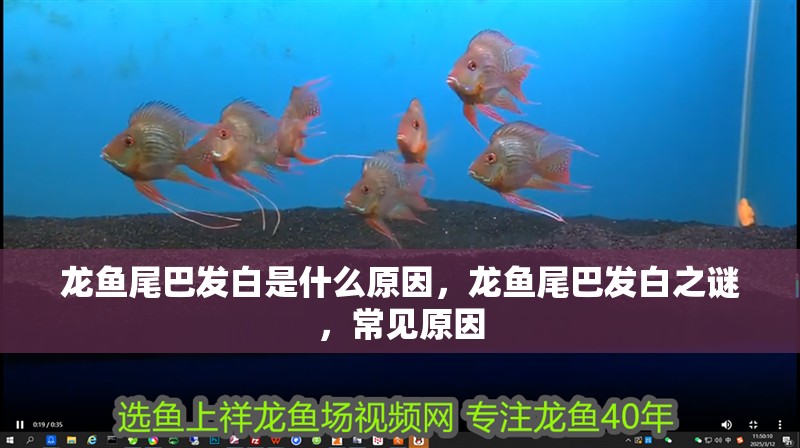龍魚尾巴發(fā)白是什么原因,龍魚尾巴發(fā)白之謎,常見原因 龍魚百科 第2張 龍魚尾巴發(fā)白是什么原因,龍魚尾巴發(fā)白之謎,常見原因 龍魚尾巴發(fā)白是什么原因,龍魚尾巴發(fā)白之謎,常見原因 龍魚百科 第2張
