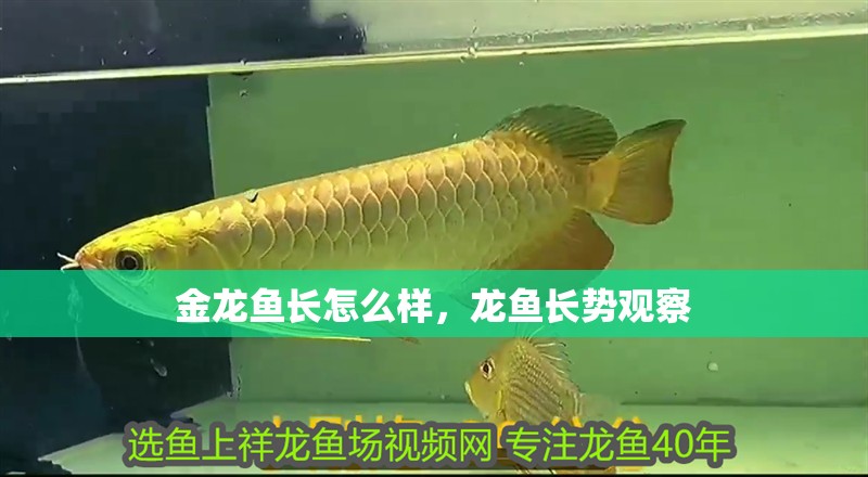金龍魚長怎么樣，龍魚長勢觀察