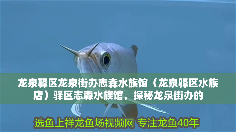 龍泉驛區(qū)龍泉街辦志森水族館（龍泉驛區(qū)水族店）驛區(qū)志森水族館，探秘龍泉街辦的