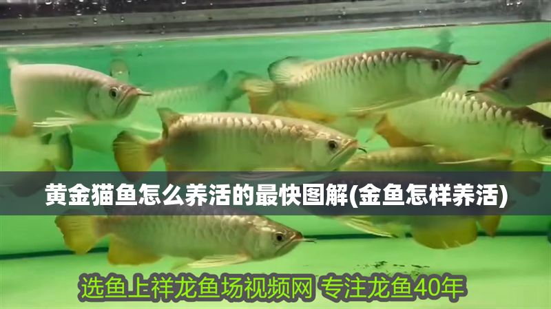 黃金貓魚怎么養活的最快圖解(金魚怎樣養活)