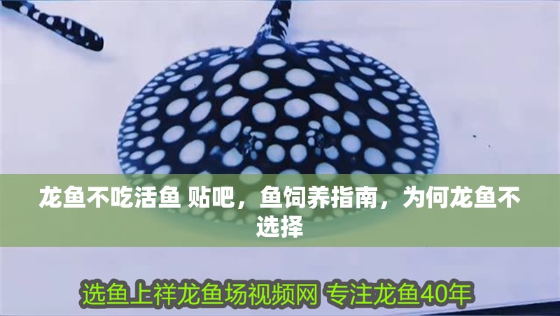 龍魚不吃活魚 貼吧，魚飼養指南，為何龍魚不選擇