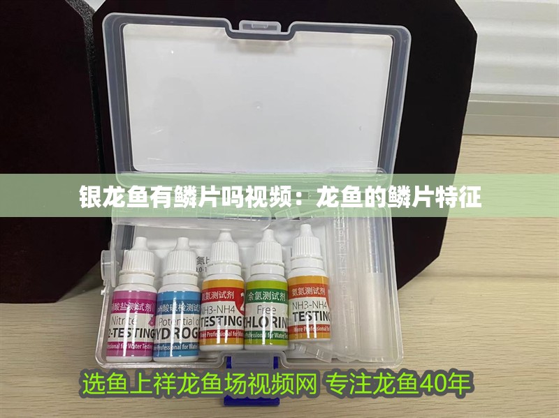 銀龍魚有鱗片嗎視頻：龍魚的鱗片特征