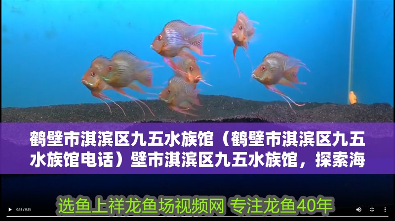 鶴壁市淇濱區(qū)九五水族館(鶴壁市淇濱區(qū)九五水族館電話)壁市淇濱區(qū)九五水族館,探索海洋生物 全國水族館企業(yè)名錄 第2張 鶴壁市淇濱區(qū)九五水族館(鶴壁市淇濱區(qū)九五水族館電話)壁市淇濱區(qū)九五水族館,探索海洋生物 鶴壁市淇濱區(qū)九五水族館(鶴壁市淇濱區(qū)九五水族館電話)壁市淇濱區(qū)九五水族館,探索海洋生物 全國水族館企業(yè)名錄 第2張
