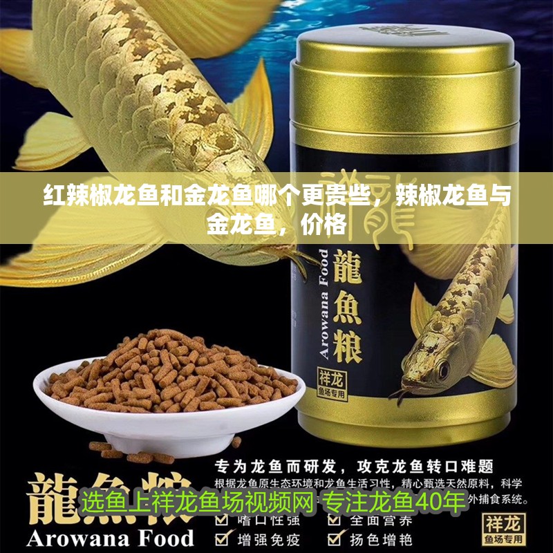 紅辣椒龍魚和金龍魚哪個(gè)更貴些，辣椒龍魚與金龍魚，價(jià)格