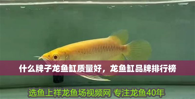 什么牌子龍魚缸質(zhì)量好，龍魚缸品牌排行榜