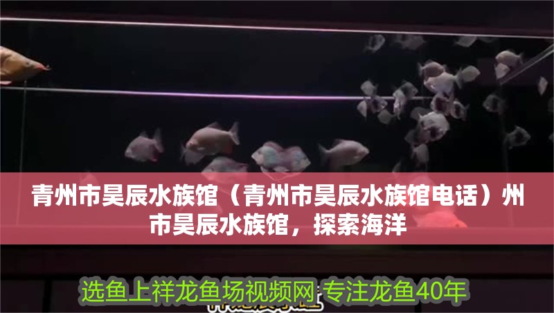 青州市昊辰水族館（青州市昊辰水族館電話）州市昊辰水族館，探索海洋 青州市昊辰水族館（青州市昊辰水族館電話）州市昊辰水族館，探索海洋 全國水族館企業(yè)名錄 第2張