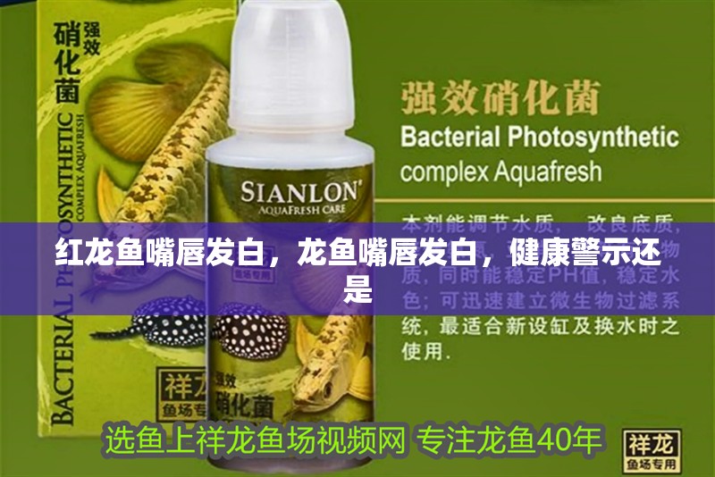 紅龍魚嘴唇發白，龍魚嘴唇發白，健康警示還是