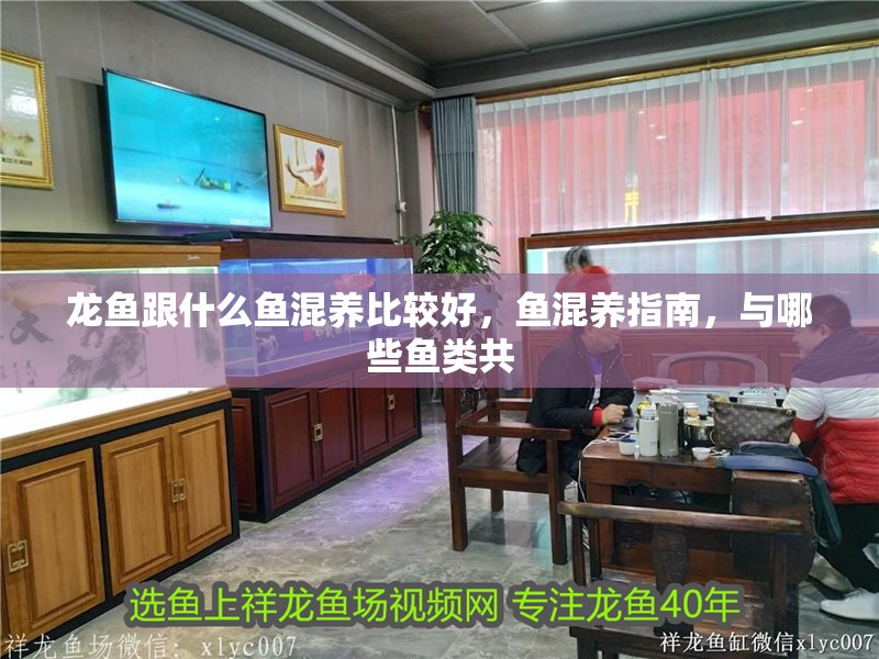 龍魚跟什么魚混養比較好，魚混養指南，與哪些魚類共
