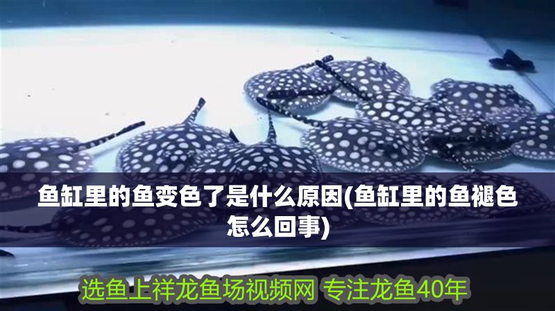 魚缸里的魚變色了是什么原因(魚缸里的魚褪色怎么回事)
