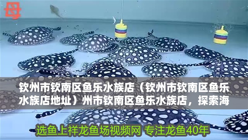 欽州市欽南區魚樂水族店（欽州市欽南區魚樂水族店地址）州市欽南區魚樂水族店，探索海洋生物的
