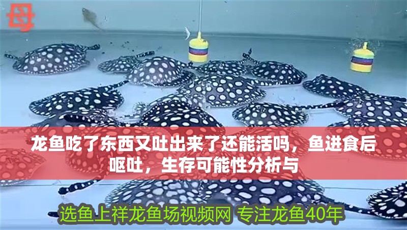 龍魚吃了東西又吐出來了還能活嗎，魚進食后嘔吐，生存可能性分析與