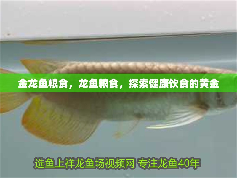 金龍魚糧食，龍魚糧食，探索健康飲食的黃金