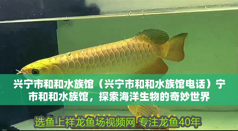 興寧市和和水族館(興寧市和和水族館電話)寧市和和水族館,探索海洋生物的奇妙世界 全國水族館企業(yè)名錄 第2張 興寧市和和水族館(興寧市和和水族館電話)寧市和和水族館,探索海洋生物的奇妙世界 興寧市和和水族館(興寧市和和水族館電話)寧市和和水族館,探索海洋生物的奇妙世界 全國水族館企業(yè)名錄 第2張