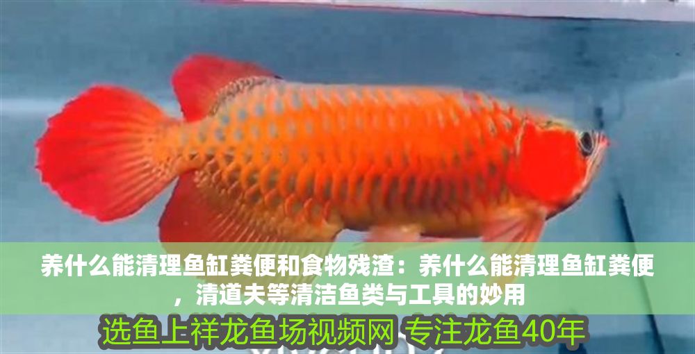 養(yǎng)什么能清理魚缸糞便和食物殘?jiān)吼B(yǎng)什么能清理魚缸糞便，清道夫等清潔魚類與工具的妙用