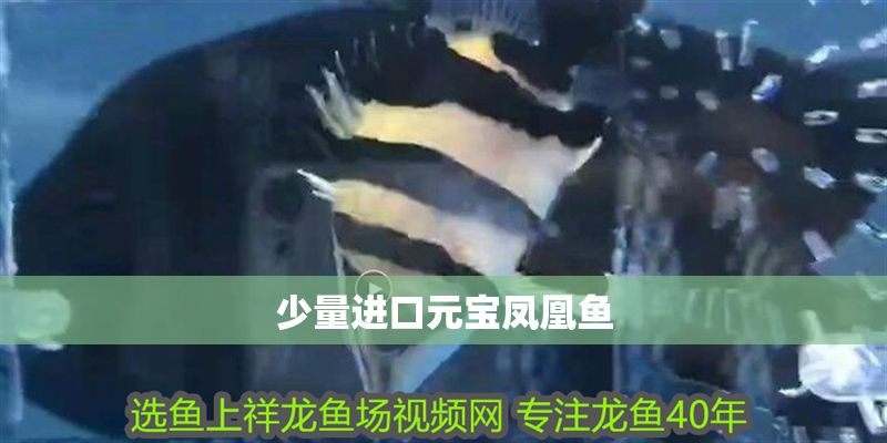 少量進(jìn)口元寶鳳凰魚 元寶鳳凰魚百科 第2張 少量進(jìn)口元寶鳳凰魚 少量進(jìn)口元寶鳳凰魚 元寶鳳凰魚百科 第2張