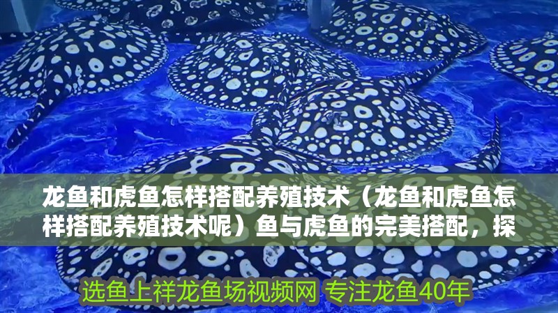 龍魚和虎魚怎樣搭配養(yǎng)殖技術（龍魚和虎魚怎樣搭配養(yǎng)殖技術呢）魚與虎魚的完美搭配，探索養(yǎng)殖技術與和諧共存