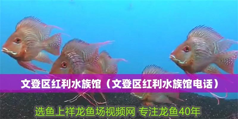 文登區(qū)紅利水族館（文登區(qū)紅利水族館電話）
