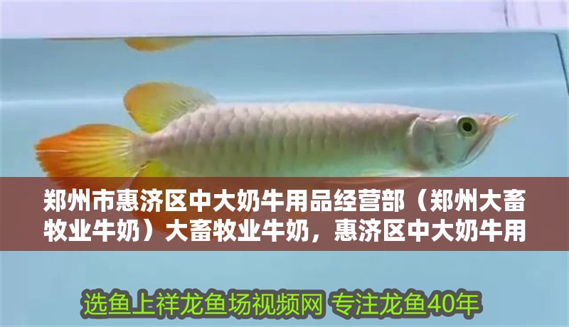 鄭州市惠濟(jì)區(qū)中大奶牛用品經(jīng)營(yíng)部（鄭州大畜牧業(yè)牛奶）大畜牧業(yè)牛奶，惠濟(jì)區(qū)中大奶牛用品經(jīng)營(yíng)部引領(lǐng)