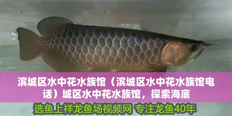 濱城區水中花水族館（濱城區水中花水族館電話）城區水中花水族館，探索海底