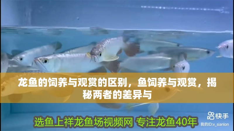龍魚的飼養與觀賞的區別，魚飼養與觀賞，揭秘兩者的差異與