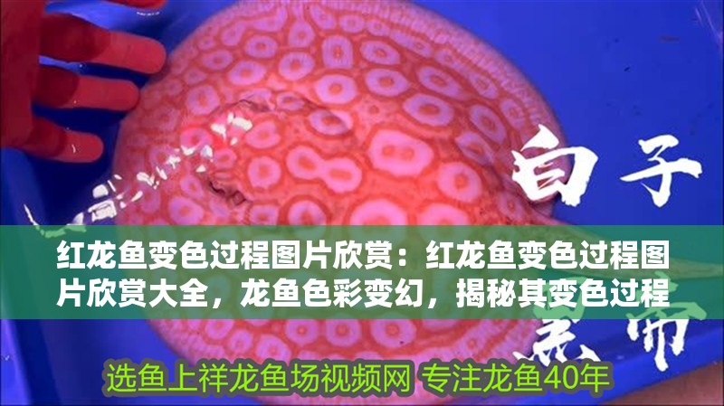 紅龍魚變色過程圖片欣賞：紅龍魚變色過程圖片欣賞大全，龍魚色彩變幻，揭秘其變色過程