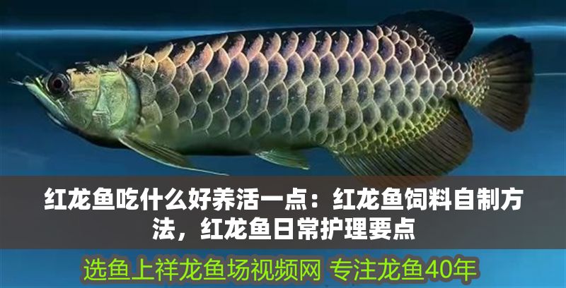紅龍魚吃什么好養活一點：紅龍魚飼料自制方法，紅龍魚日常護理要點