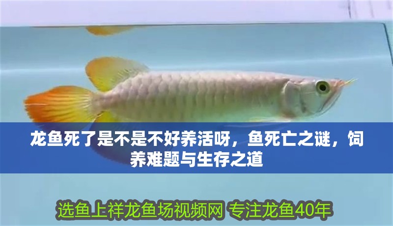龍魚死了是不是不好養活呀，魚死亡之謎，飼養難題與生存之道