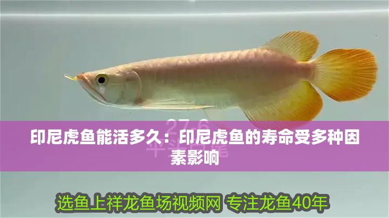 印尼虎魚能活多久：印尼虎魚的壽命受多種因素影響