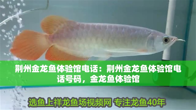 荊州金龍魚體驗館電話：荊州金龍魚體驗館電話號碼，金龍魚體驗館