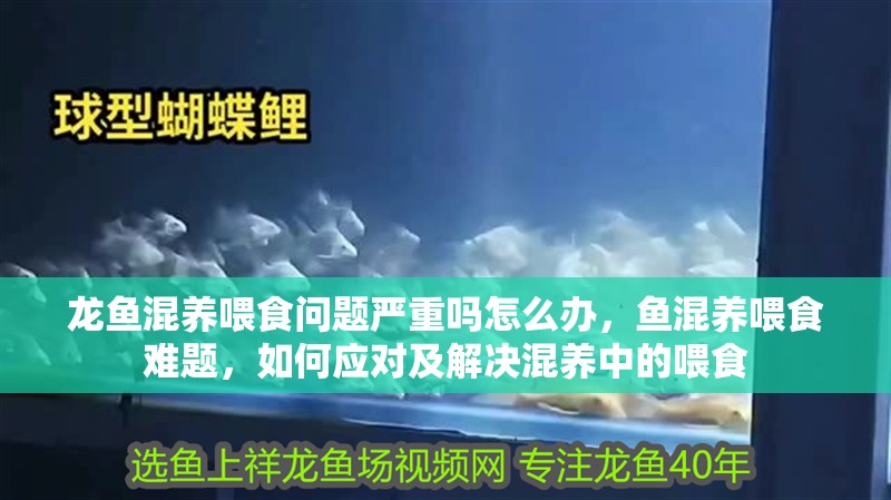 龍魚混養喂食問題嚴重嗎怎么辦，魚混養喂食難題，如何應對及解決混養中的喂食 龍魚混養喂食問題嚴重嗎怎么辦，魚混養喂食難題，如何應對及解決混養中的喂食 龍魚百科 第2張