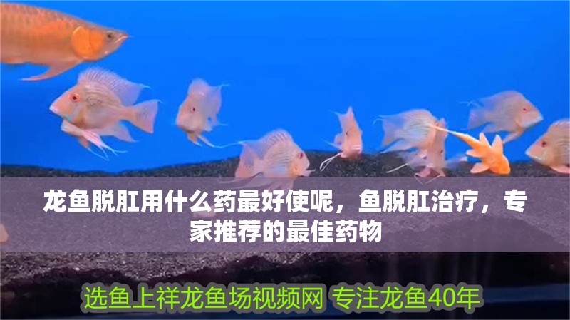 龍魚脫肛用什么藥最好使呢,魚脫肛治療,專家推薦的最佳藥物 龍魚百科 第2張 龍魚脫肛用什么藥最好使呢,魚脫肛治療,專家推薦的最佳藥物 龍魚脫肛用什么藥最好使呢,魚脫肛治療,專家推薦的最佳藥物 龍魚百科 第2張