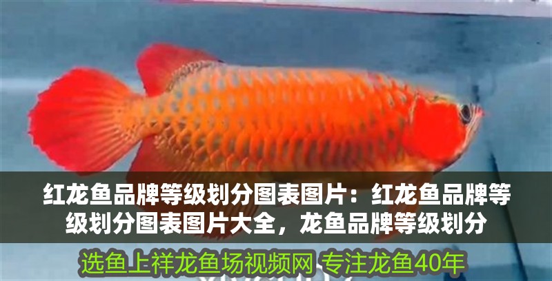 紅龍魚品牌等級劃分圖表圖片：紅龍魚品牌等級劃分圖表圖片大全，龍魚品牌等級劃分