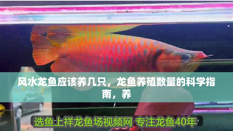 風水龍魚應該養幾只，龍魚養殖數量的科學指南，養