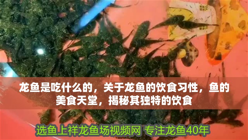龍魚是吃什么的，關(guān)于龍魚的飲食習(xí)性，魚的美食天堂，揭秘其獨特的飲食