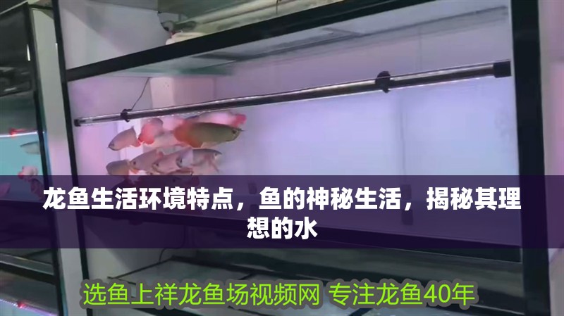 龍魚生活環境特點，魚的神秘生活，揭秘其理想的水