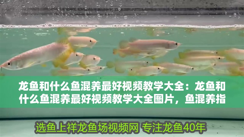 龍魚和什么魚混養最好視頻教學大全：龍魚和什么魚混養最好視頻教學大全圖片，魚混養指南，最佳伙伴與視頻 龍魚和什么魚混養最好視頻教學大全：龍魚和什么魚混養最好視頻教學大全圖片，魚混養指南，最佳伙伴與視頻 水族問答