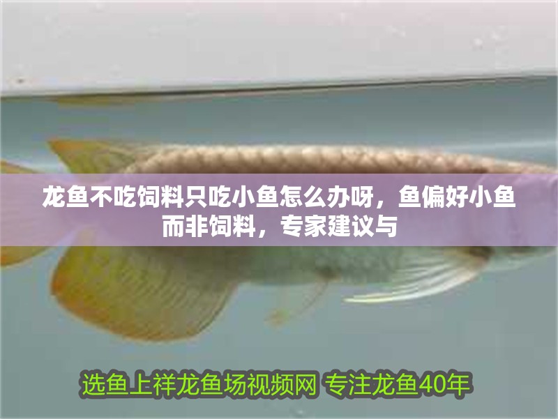 龍魚不吃飼料只吃小魚怎么辦呀，魚偏好小魚而非飼料，專家建議與