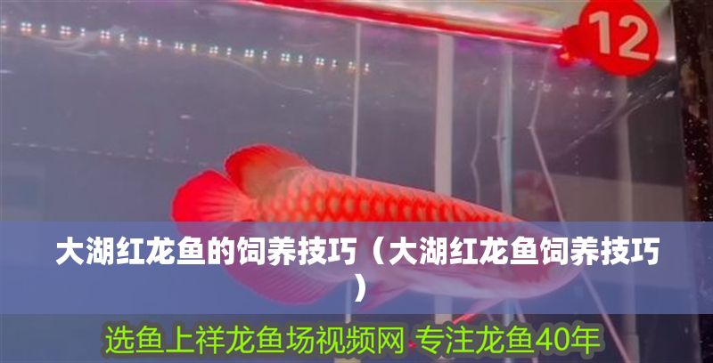 大湖紅龍魚的飼養技巧（大湖紅龍魚飼養技巧）